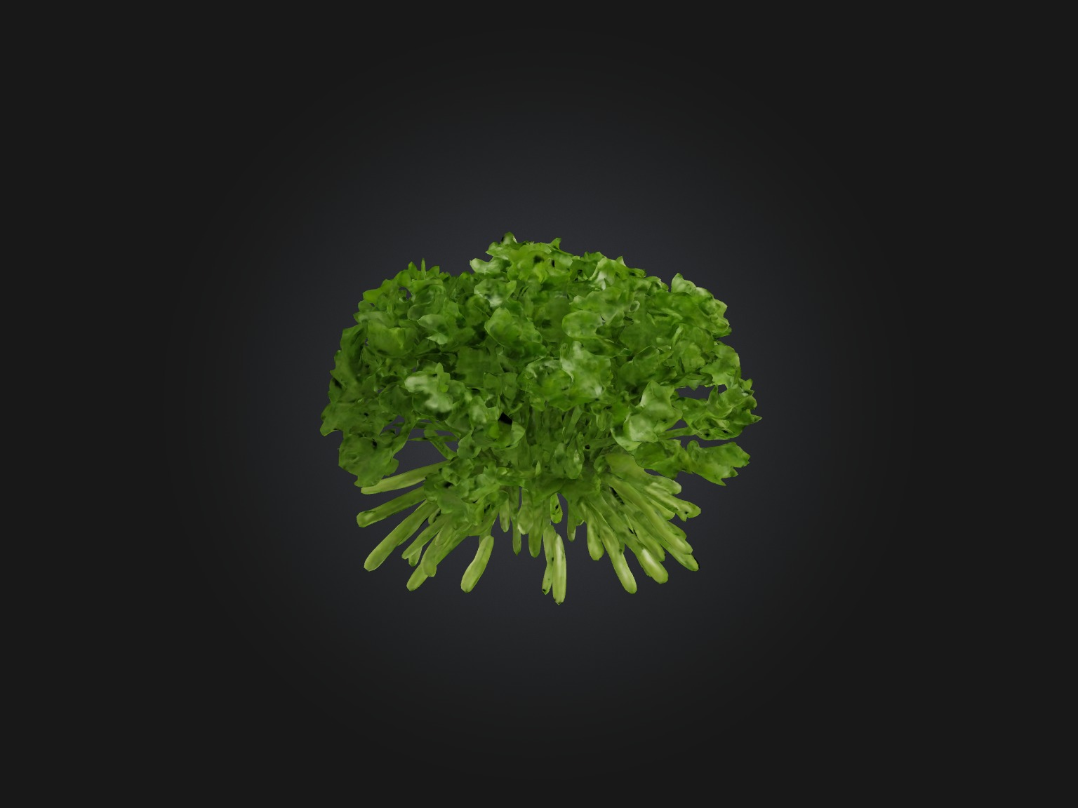 Cilantro Model Low-poly 3D model_8