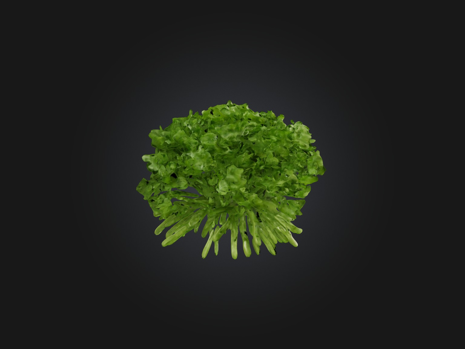 Cilantro Model Low-poly 3D model_6