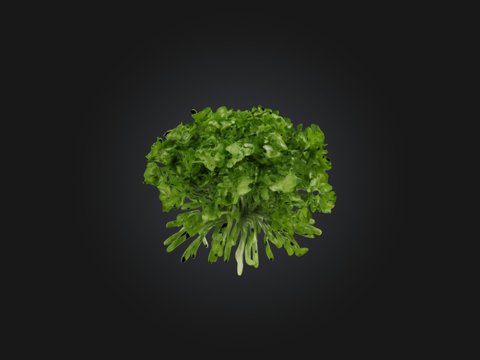 Cilantro Model Low-poly 3D model_5