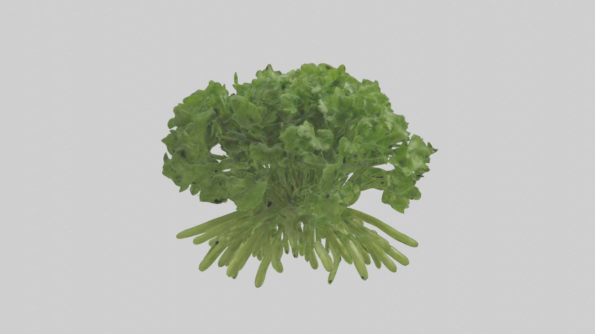 Cilantro Model Low-poly 3D model_9