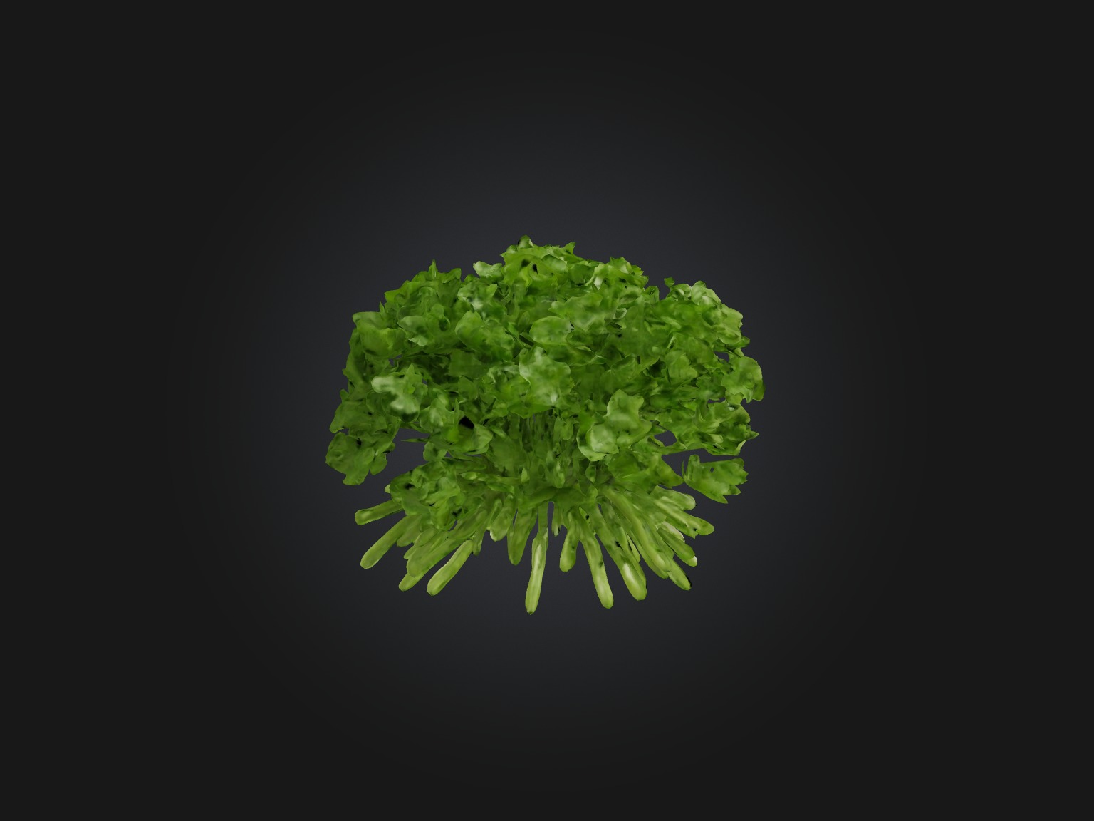 Cilantro Model Low-poly 3D model_7