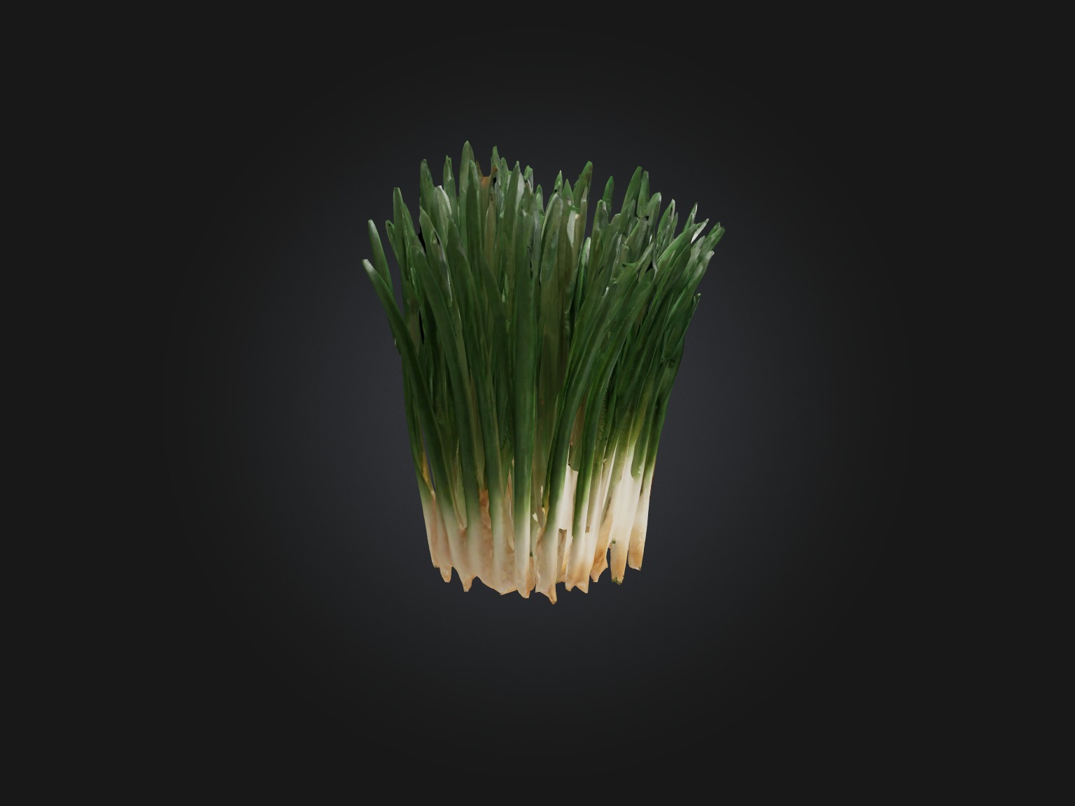 Chives Model Low-poly 3D model_15