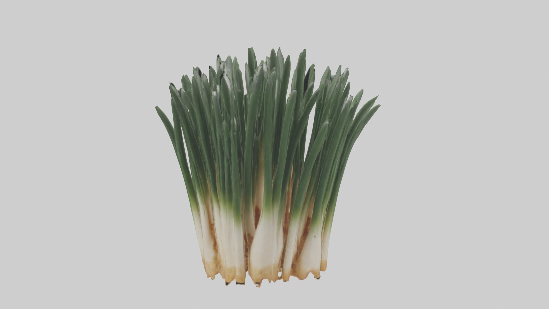 Chives Model Low-poly 3D model_17