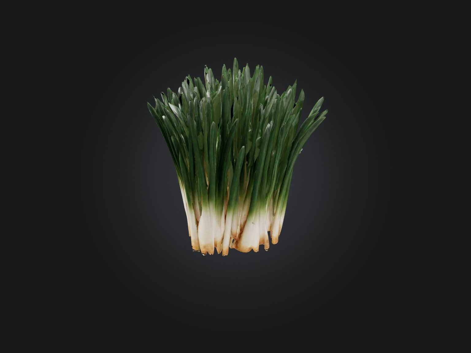 Chives Model Low-poly 3D model_7