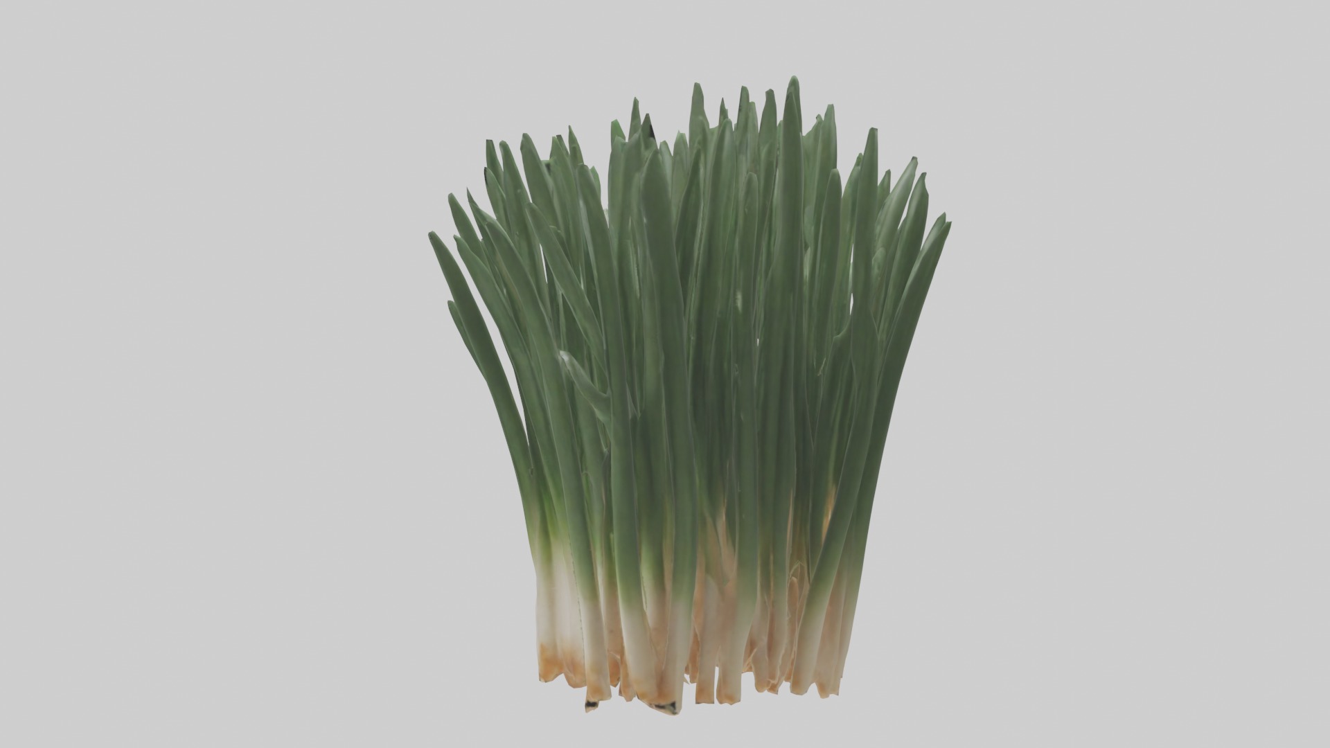 Chives Model Low-poly 3D model_2