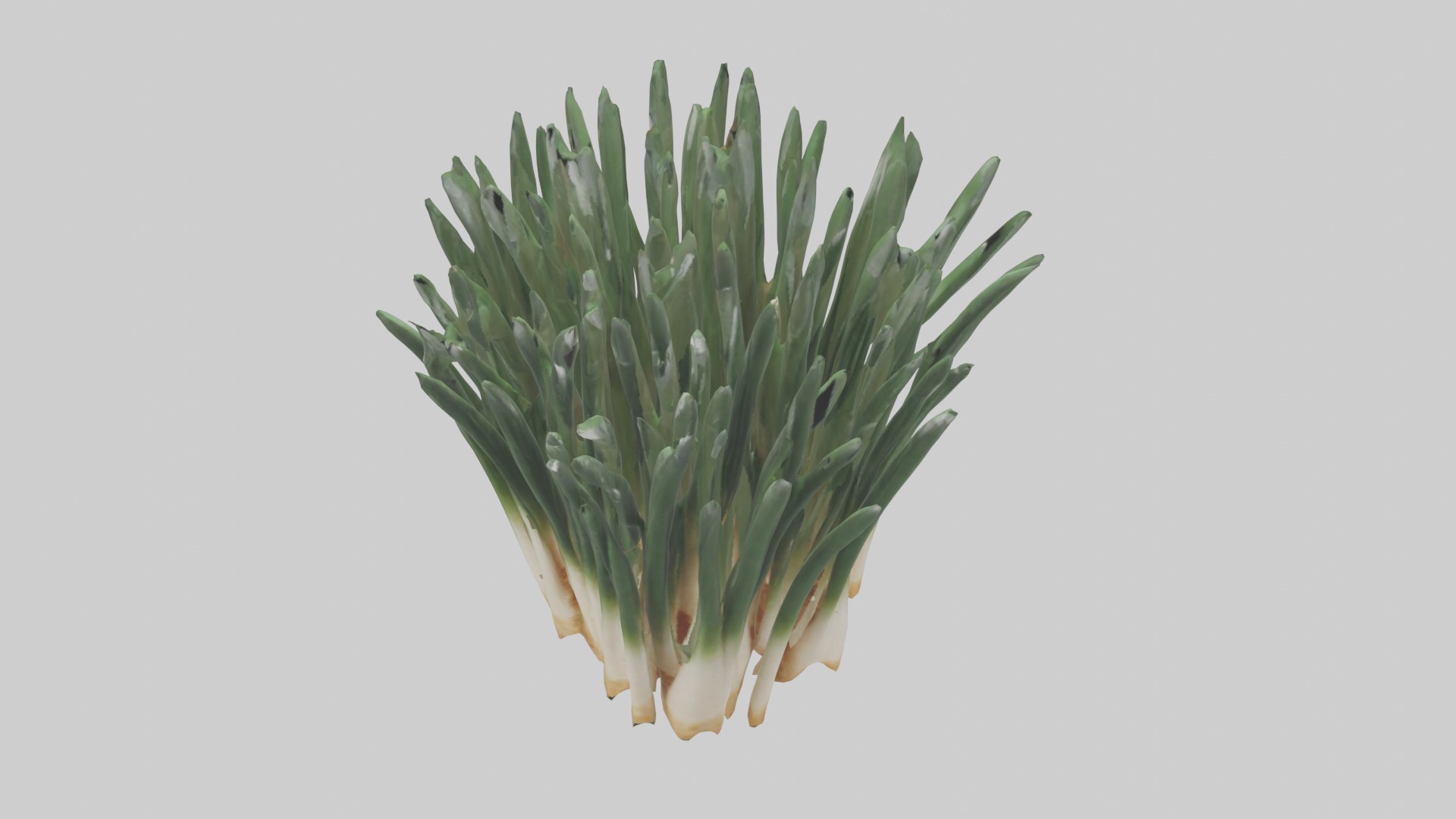 Chives Model Low-poly 3D model_4