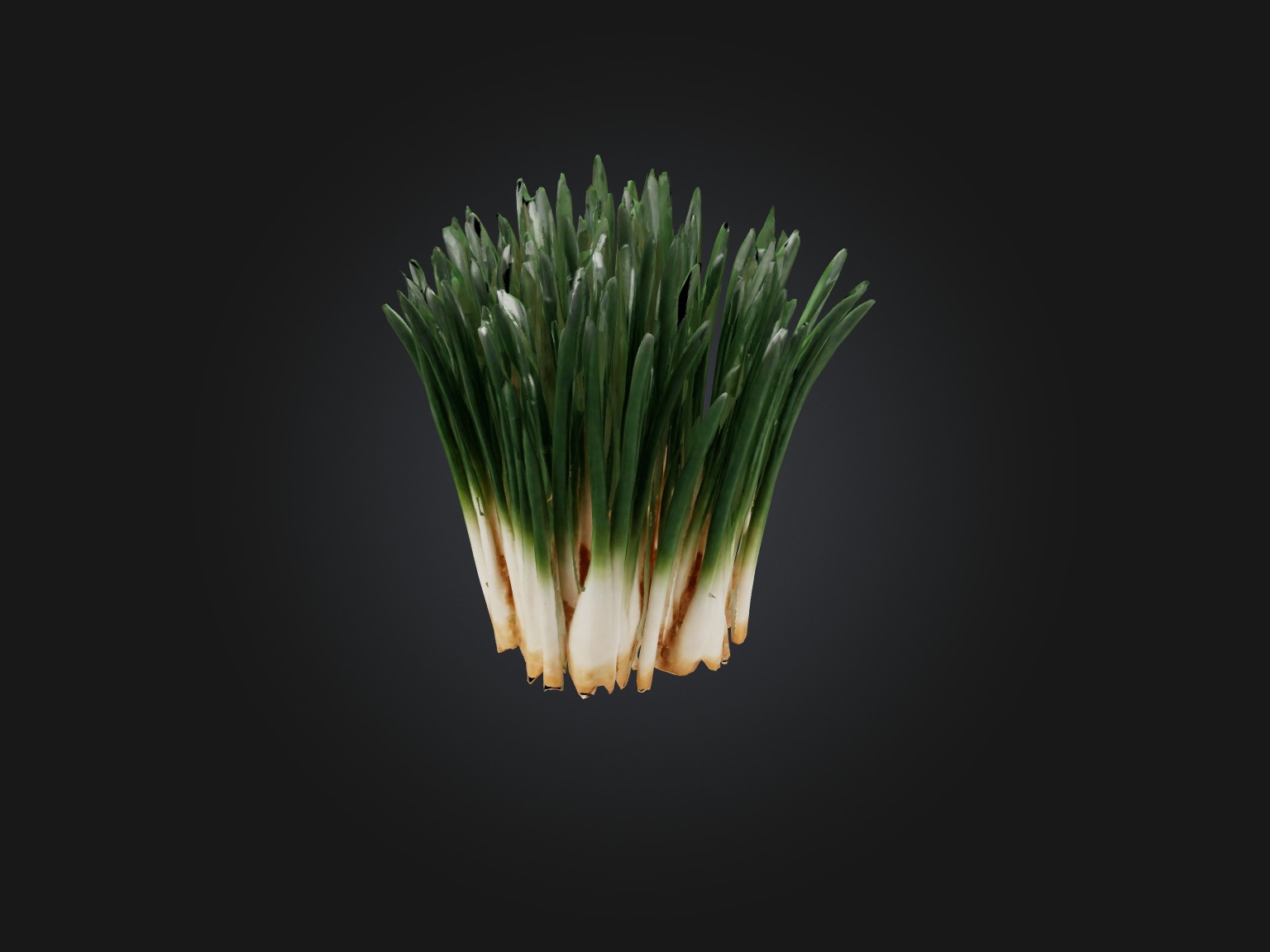 Chives Model Low-poly 3D model_9