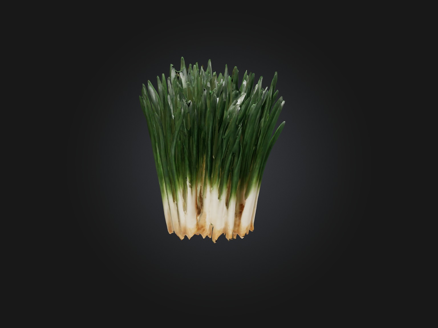 Chives Model Low-poly 3D model_12