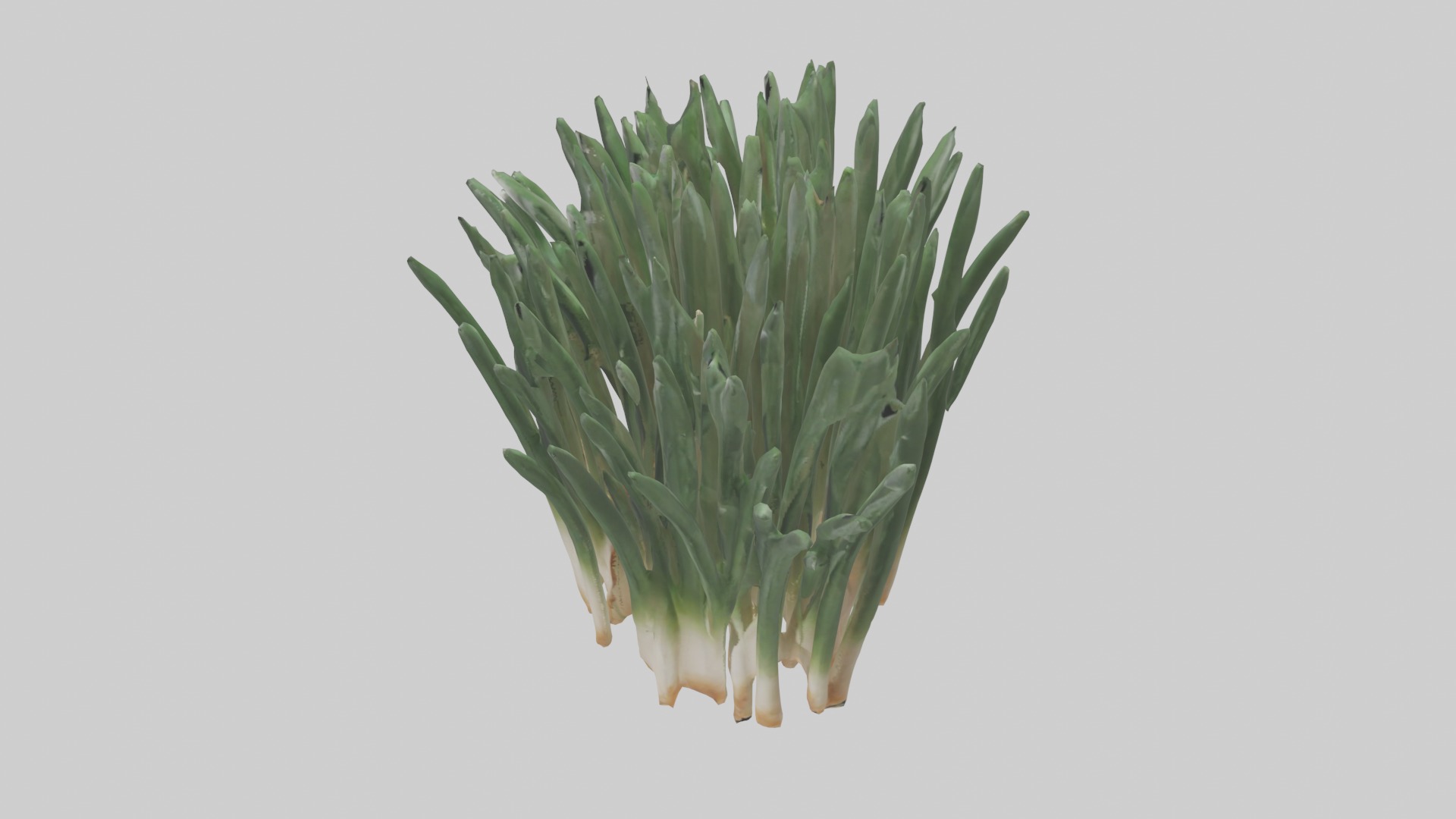 Chives Model Low-poly 3D model_20