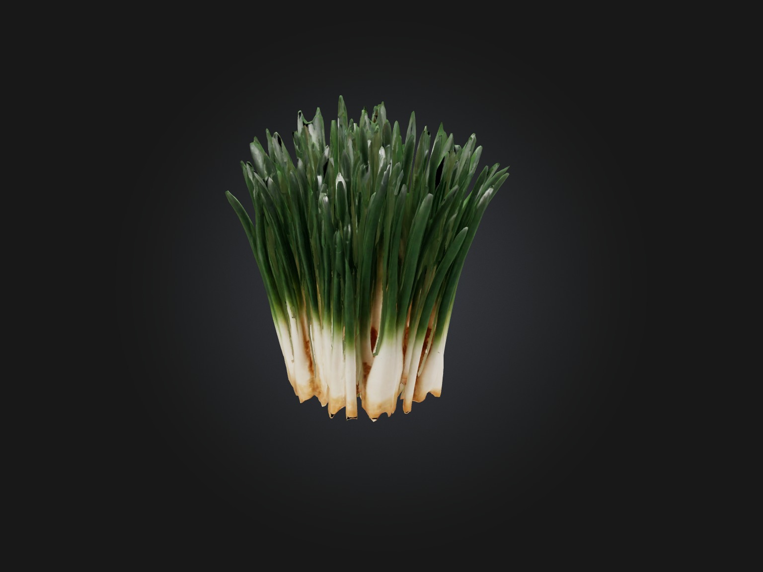 Chives Model Low-poly 3D model_10