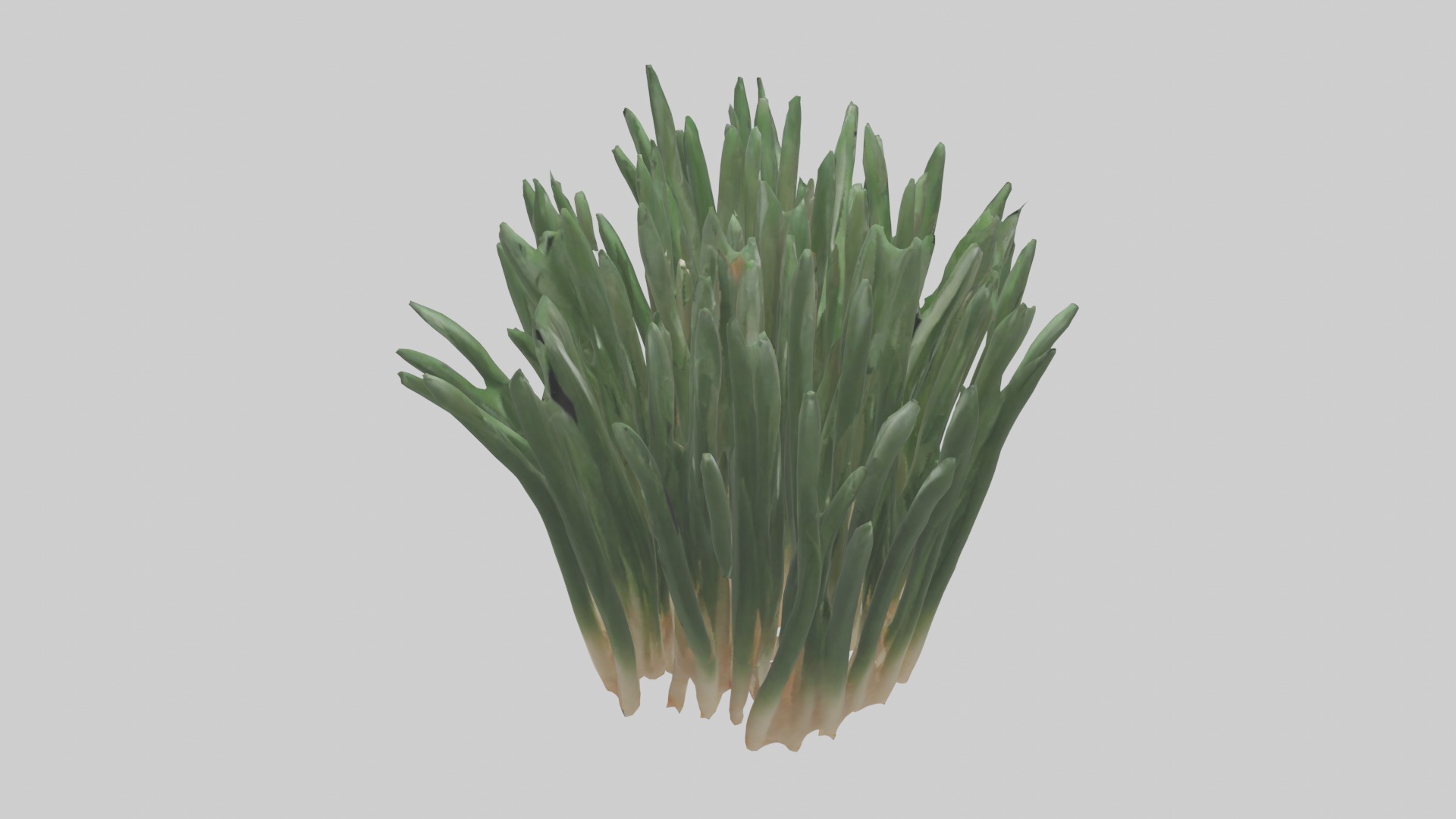 Chives Model Low-poly 3D model_19