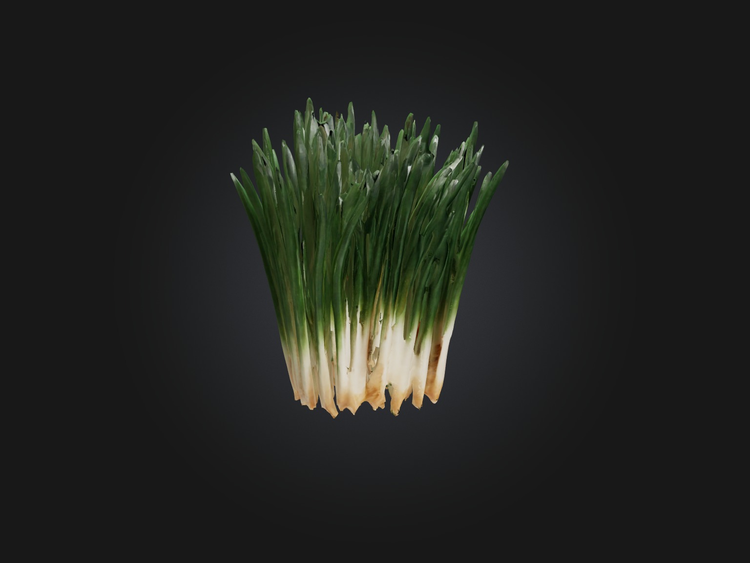 Chives Model Low-poly 3D model_13