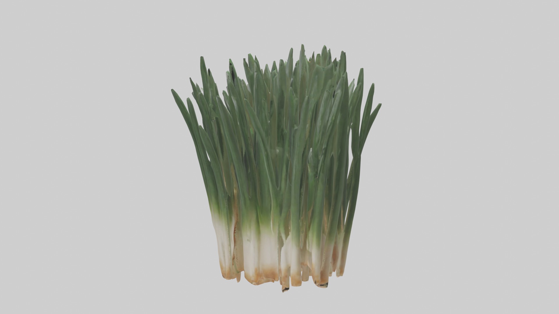 Chives Model Low-poly 3D model_1