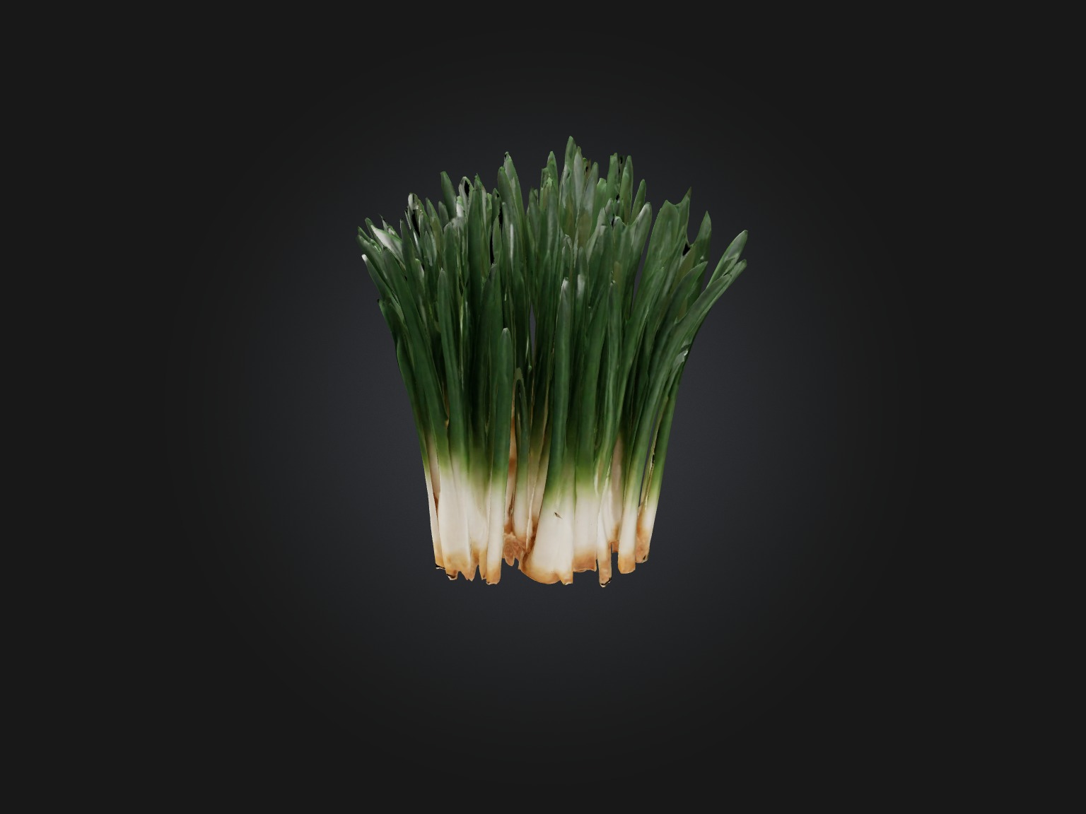 Chives Model Low-poly 3D model_6