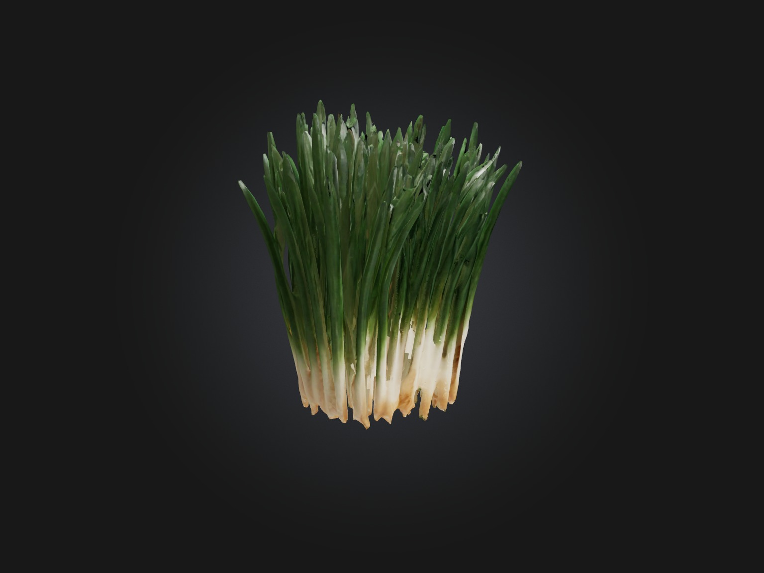 Chives Model Low-poly 3D model_14