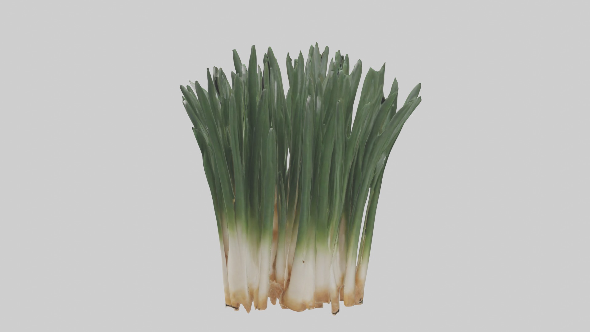 Chives Model Low-poly 3D model_16