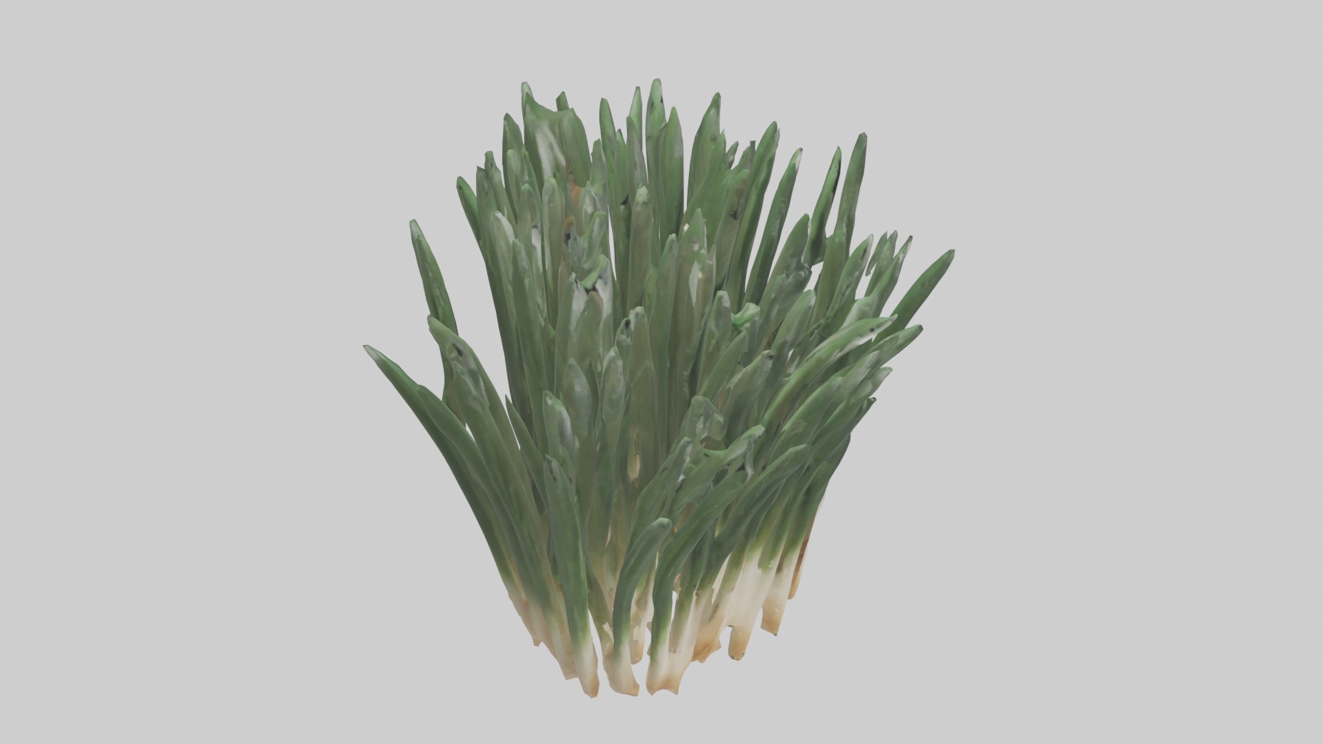 Chives Model Low-poly 3D model_21