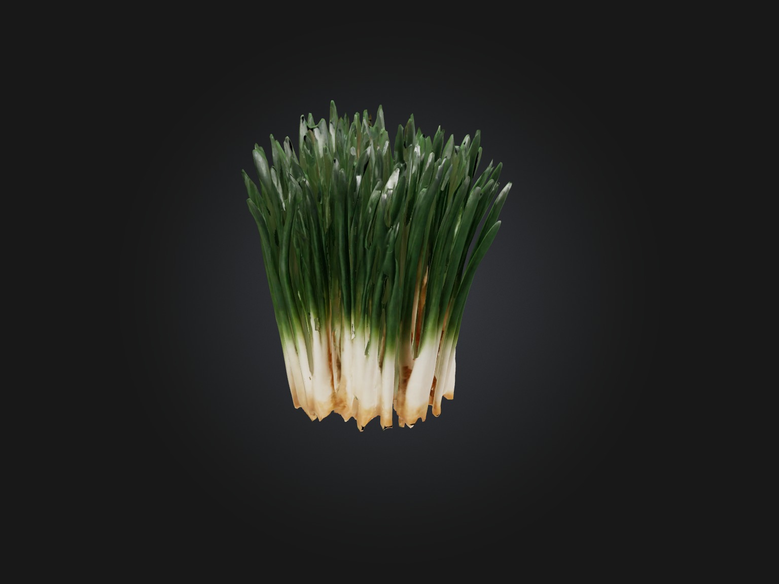 Chives Model Low-poly 3D model_11