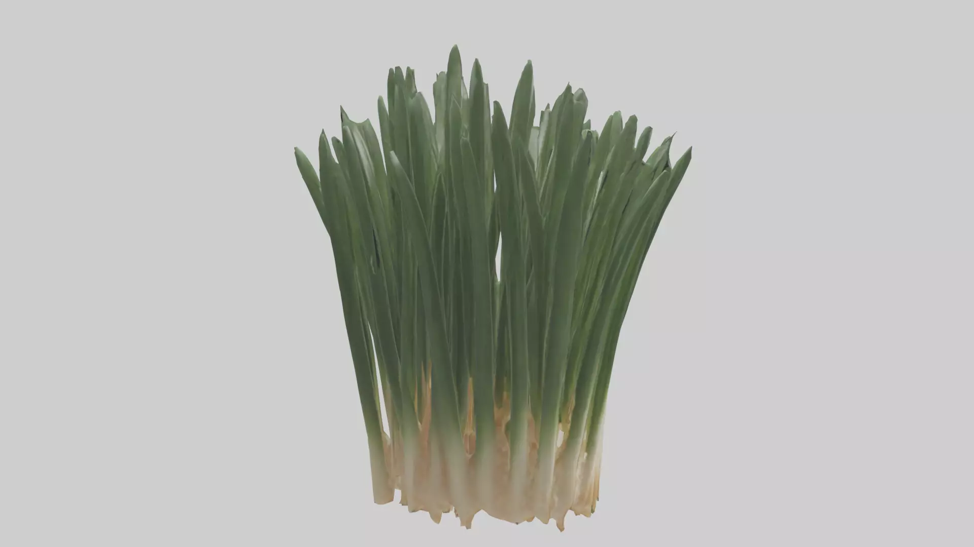 Chives Model Low-poly 3D model_0