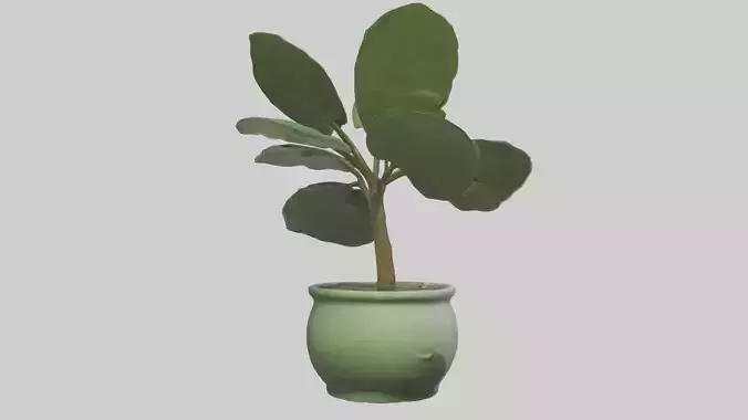 Chinese Money Plant Model