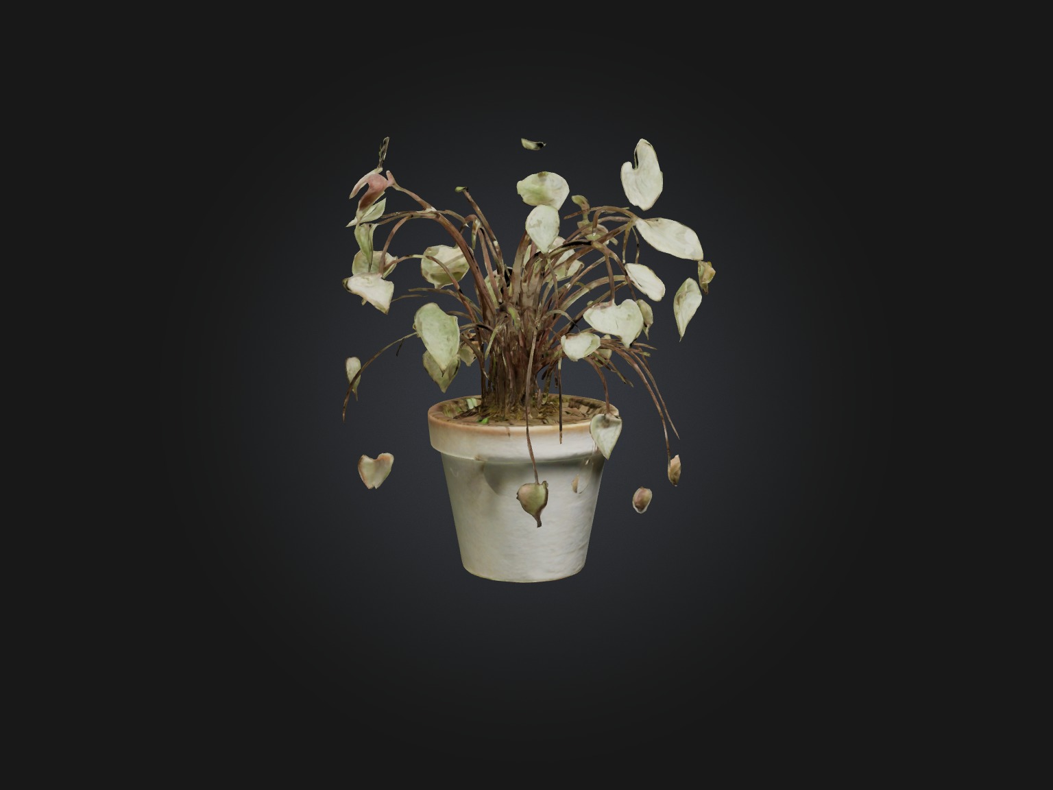 Ceropegia Woodii Model Low-poly 3D model_13