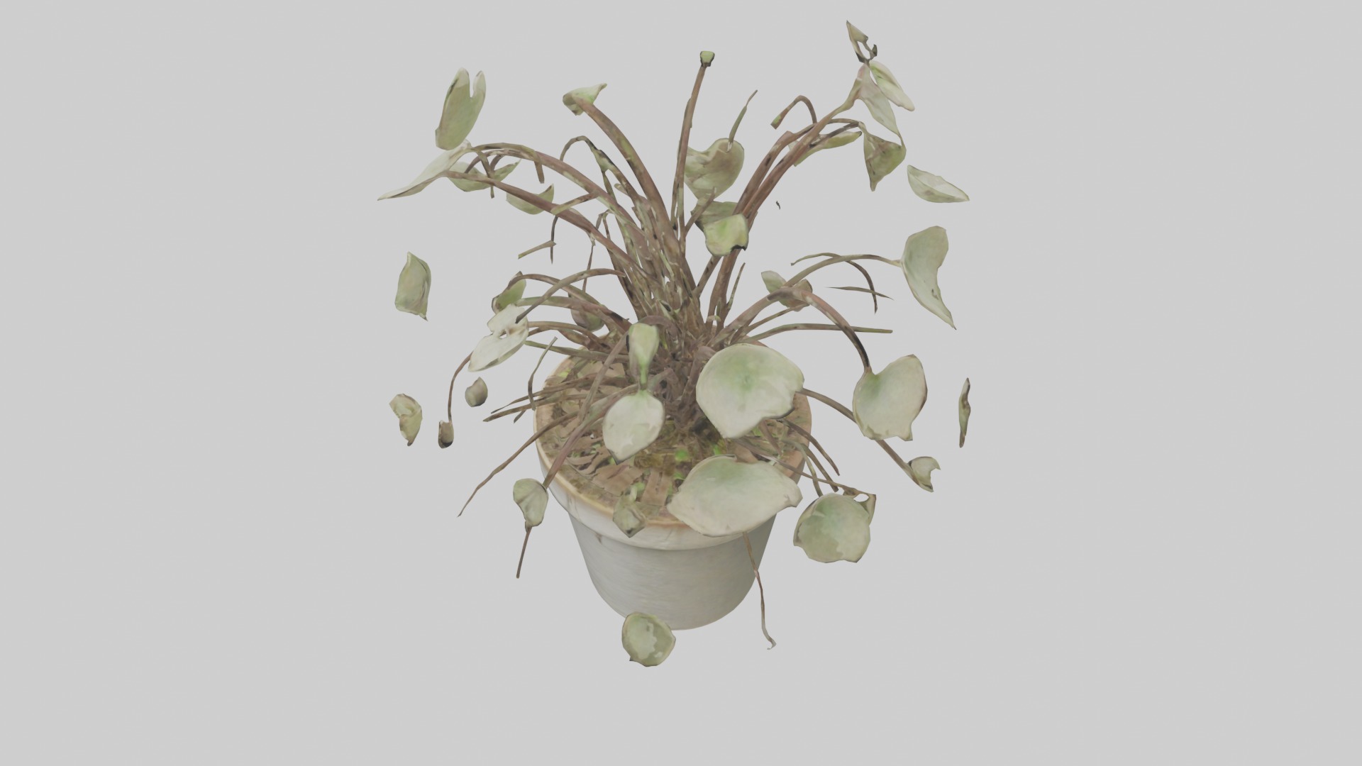 Ceropegia Woodii Model Low-poly 3D model_21