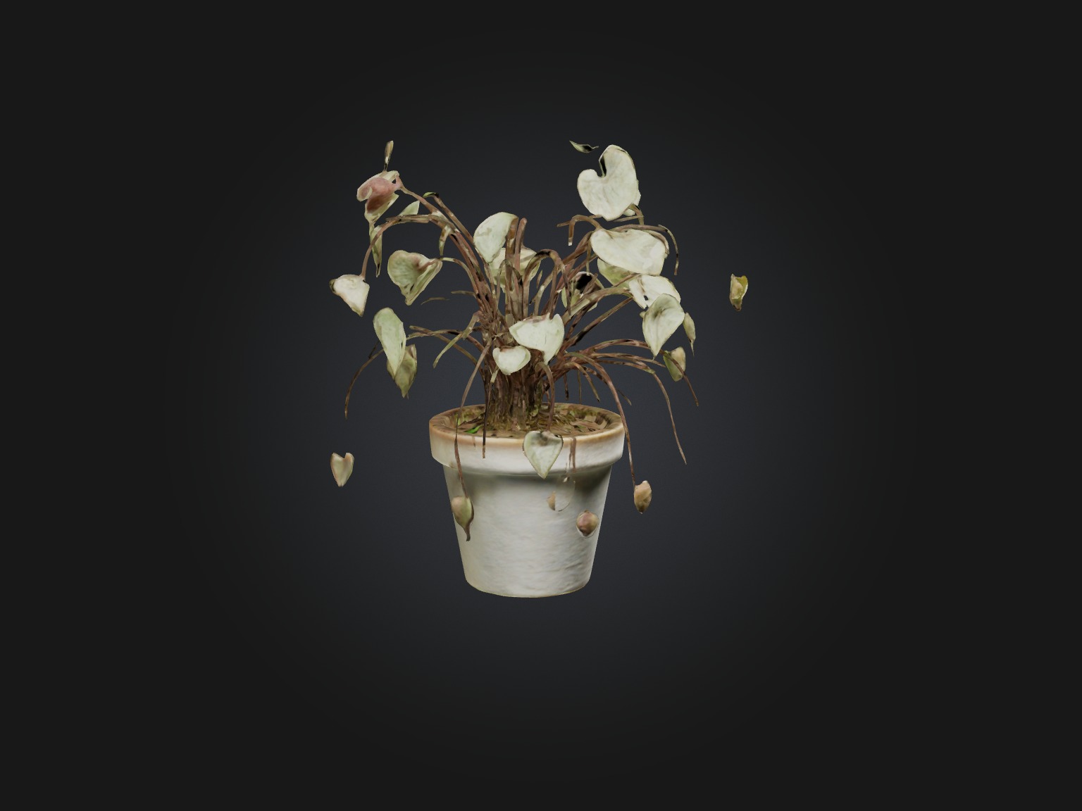 Ceropegia Woodii Model Low-poly 3D model_12