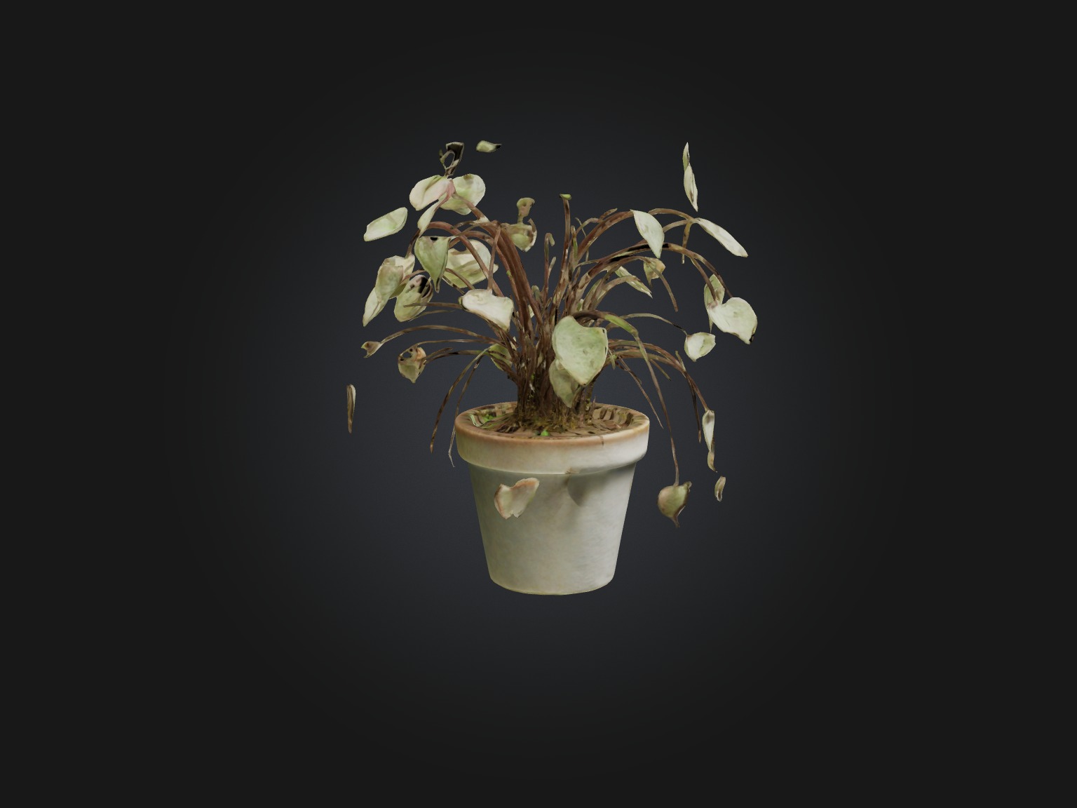 Ceropegia Woodii Model Low-poly 3D model_15