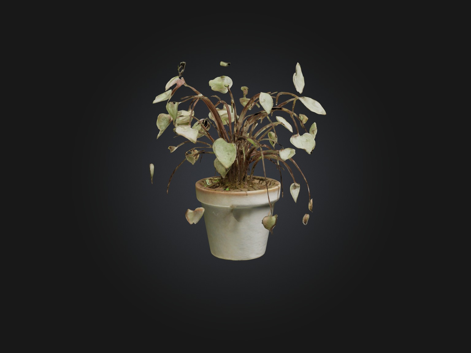 Ceropegia Woodii Model Low-poly 3D model_14