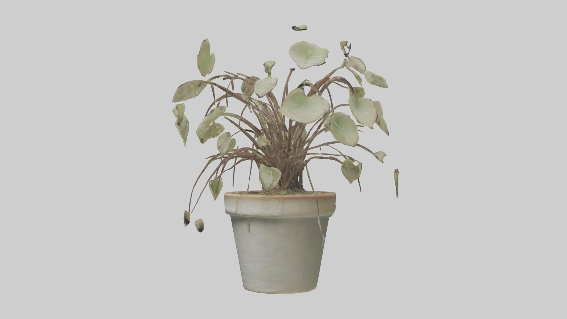 Ceropegia Woodii Model Low-poly 3D model_2