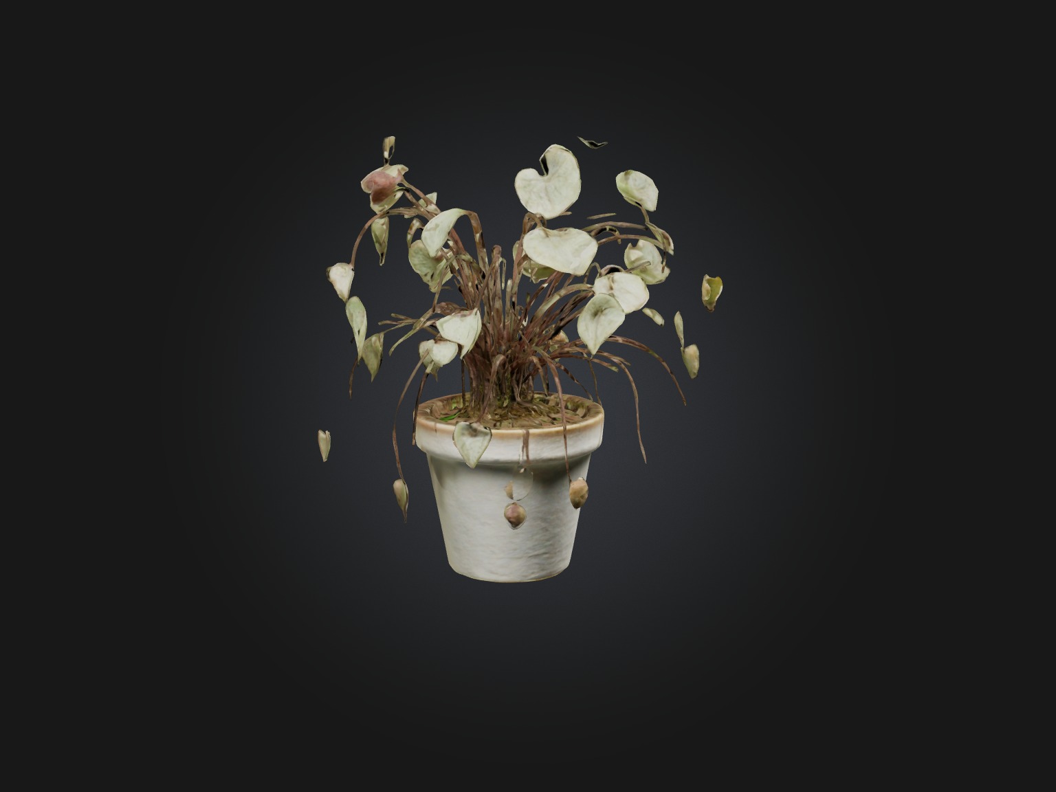 Ceropegia Woodii Model Low-poly 3D model_11