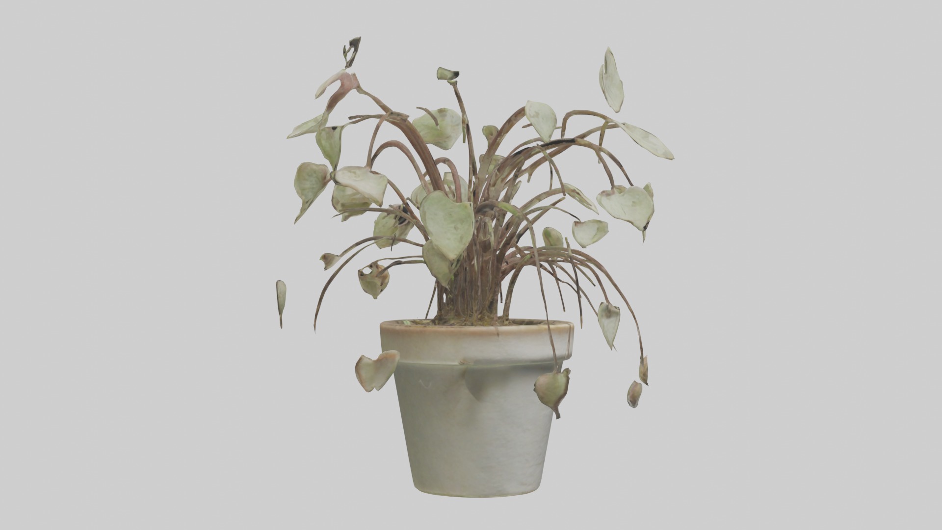 Ceropegia Woodii Model Low-poly 3D model_4