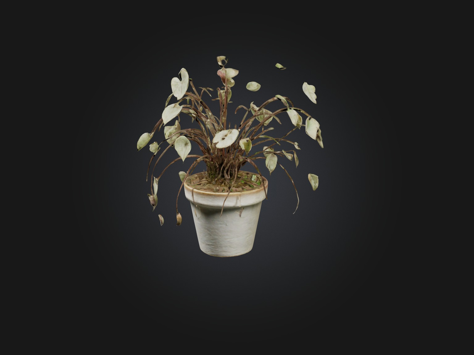 Ceropegia Woodii Model Low-poly 3D model_7