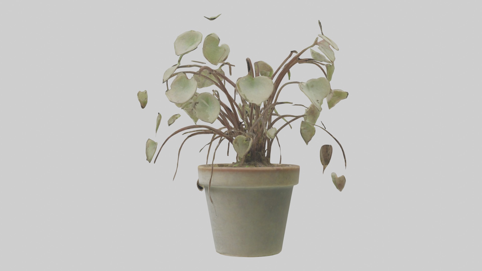 Ceropegia Woodii Model Low-poly 3D model_1