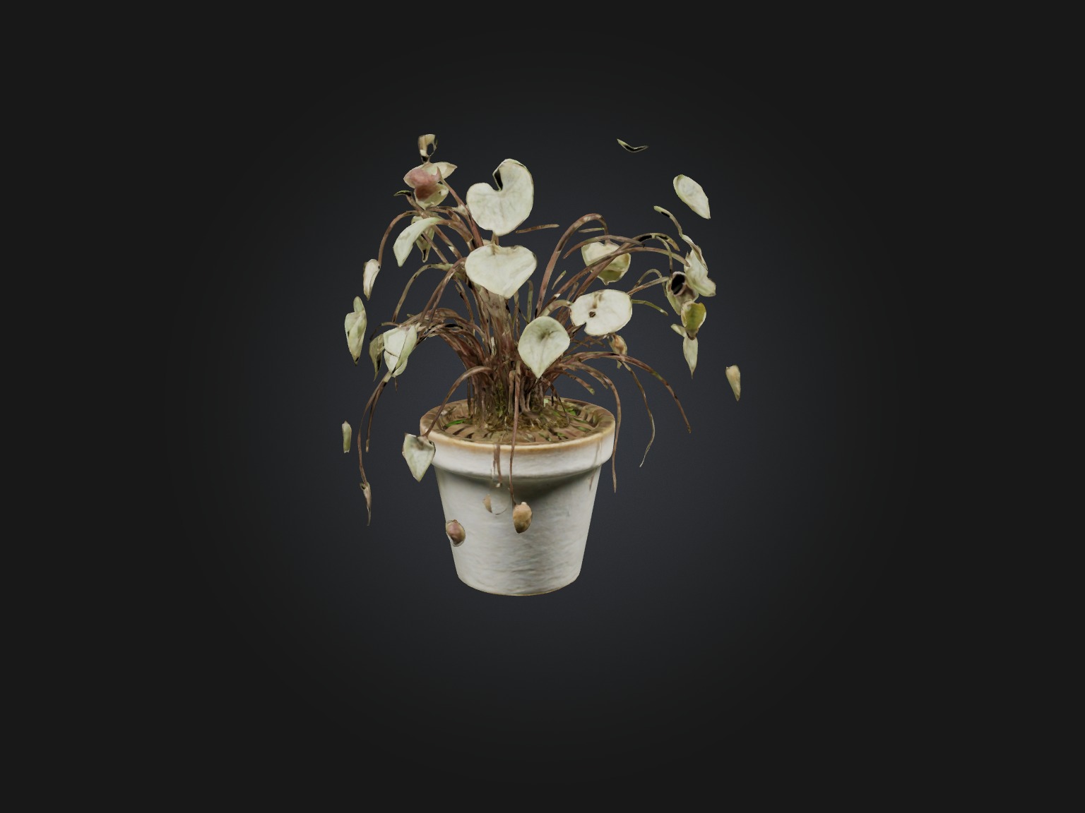 Ceropegia Woodii Model Low-poly 3D model_10