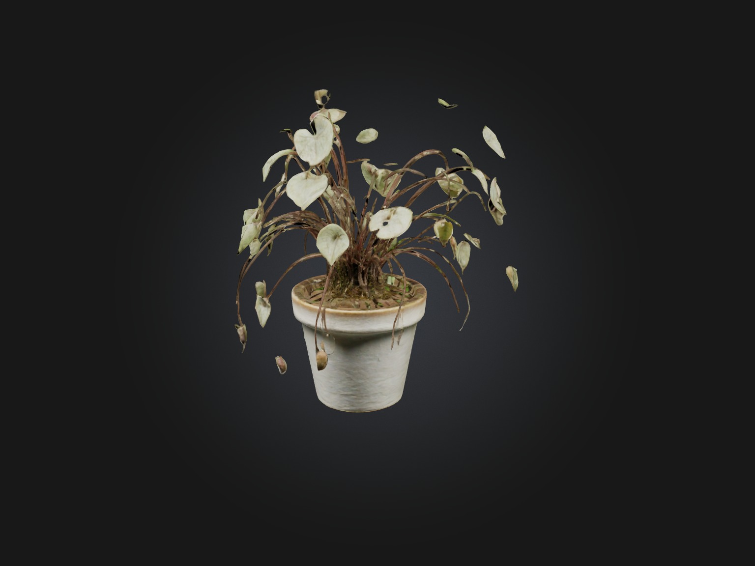 Ceropegia Woodii Model Low-poly 3D model_9