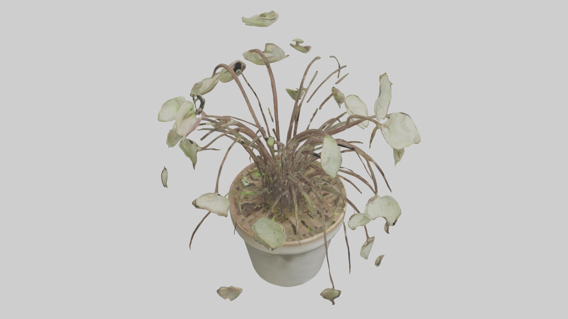 Ceropegia Woodii Model Low-poly 3D model_19