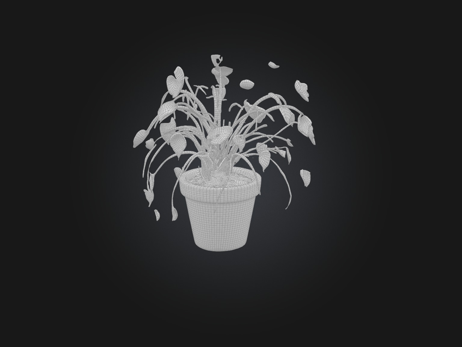 Ceropegia Woodii Model Low-poly 3D model_8