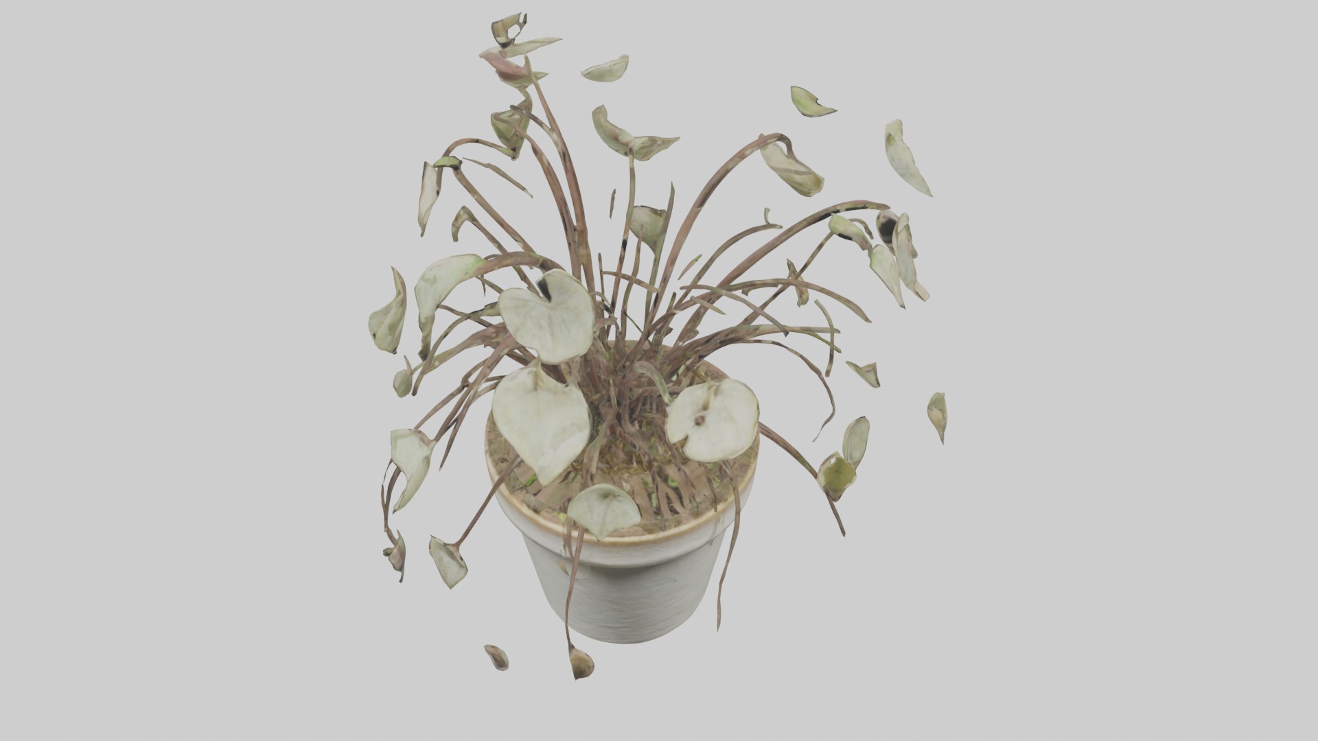 Ceropegia Woodii Model Low-poly 3D model_20