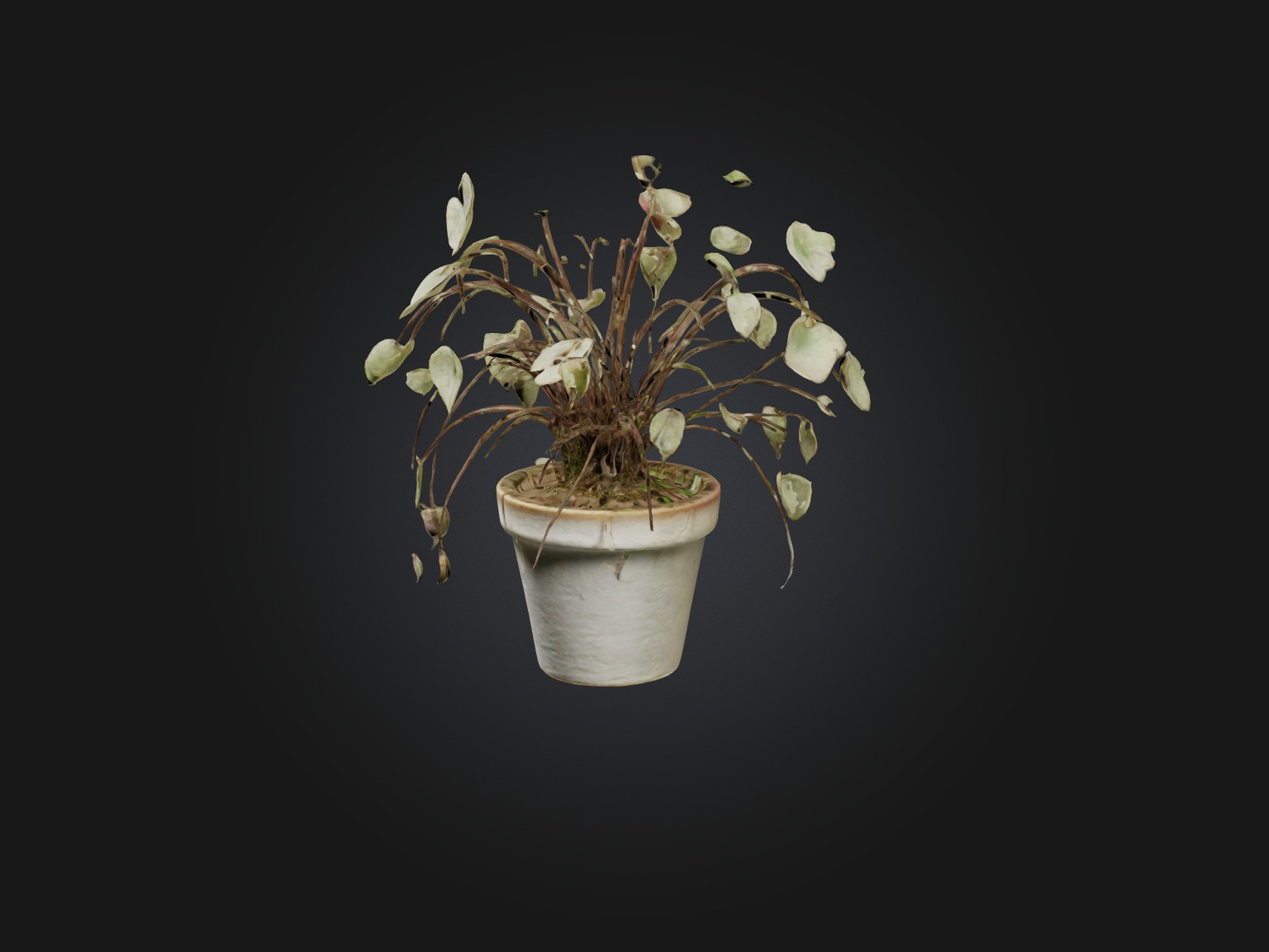 Ceropegia Woodii Model Low-poly 3D model_6