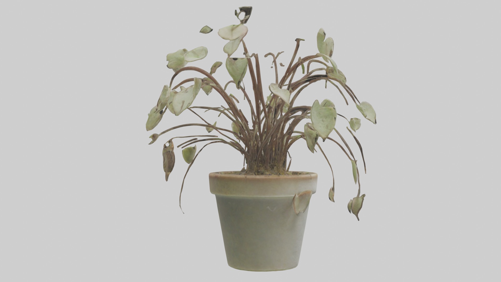 Ceropegia Woodii Model Low-poly 3D model_3