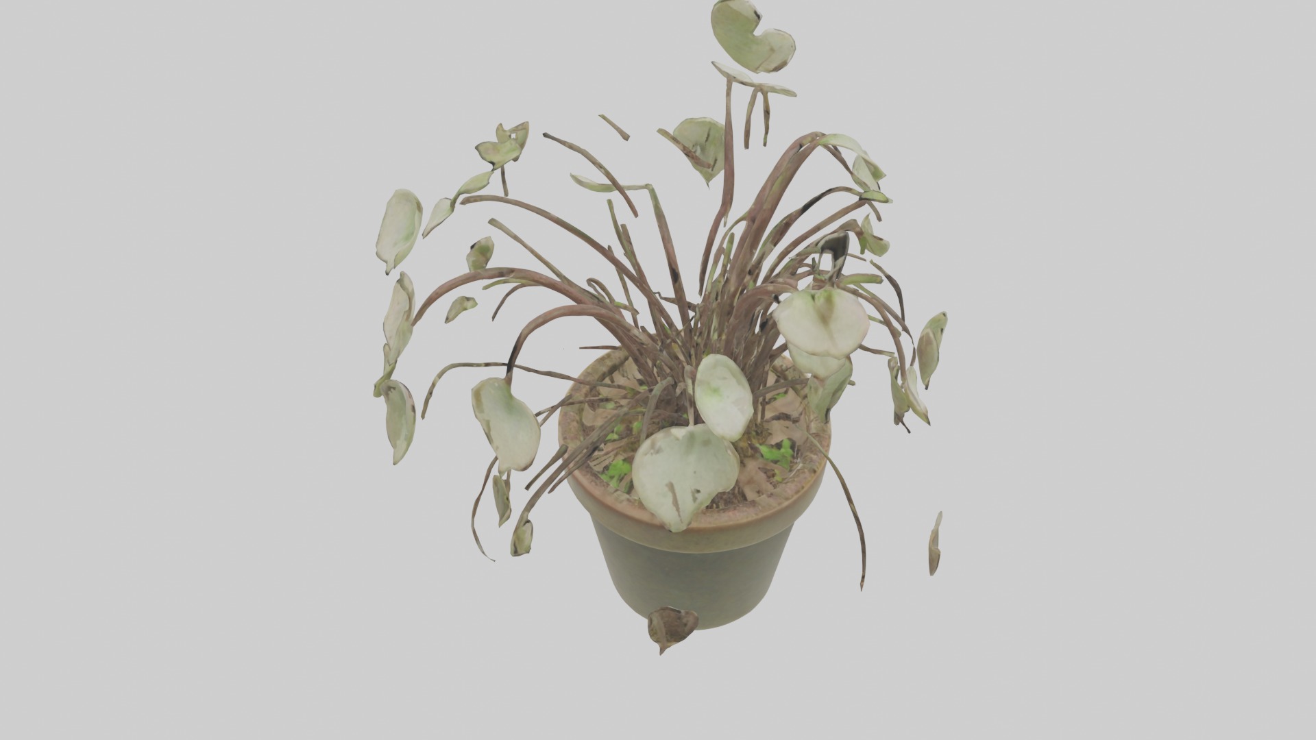 Ceropegia Woodii Model Low-poly 3D model_5