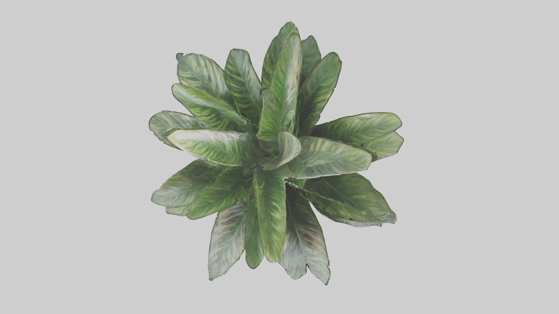 Calathea Model Low-poly 3D model_3