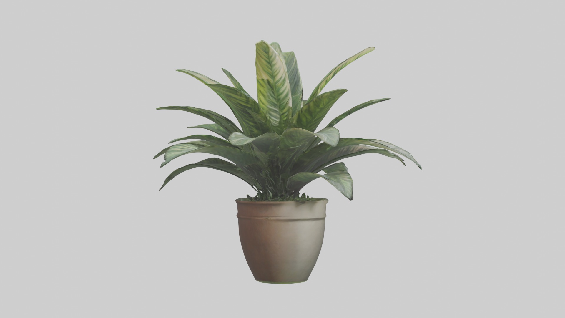 Calathea Model Low-poly 3D model_6