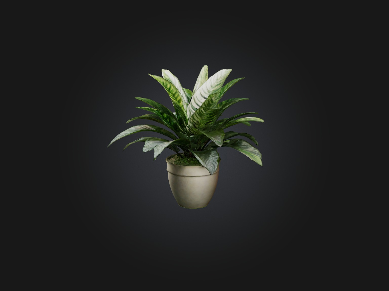 Calathea Model Low-poly 3D model_1