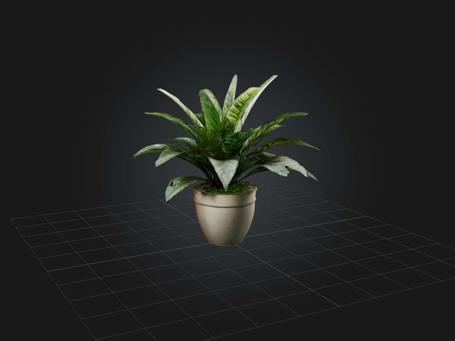 Calathea Model Low-poly 3D model_11