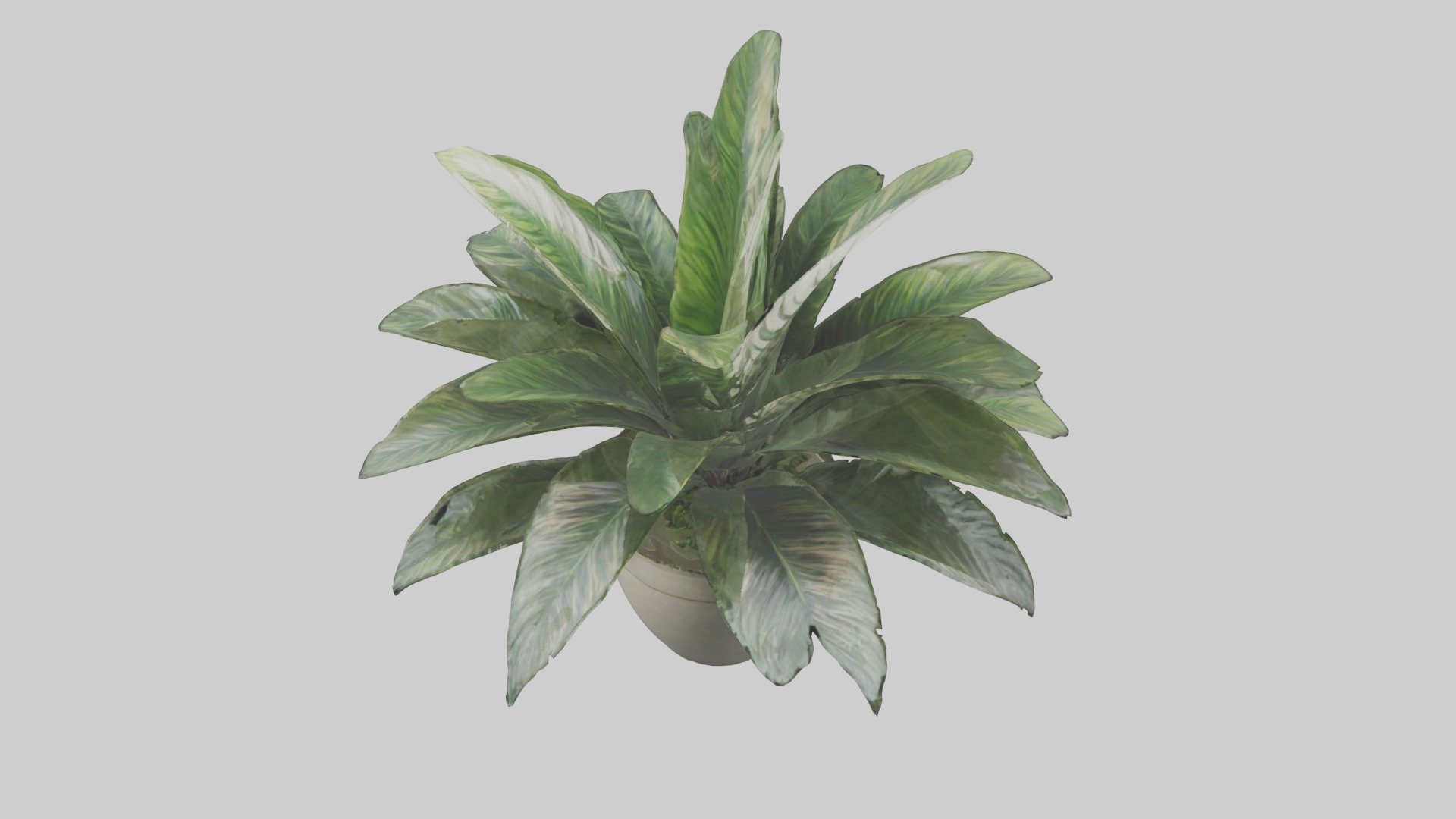Calathea Model Low-poly 3D model_15
