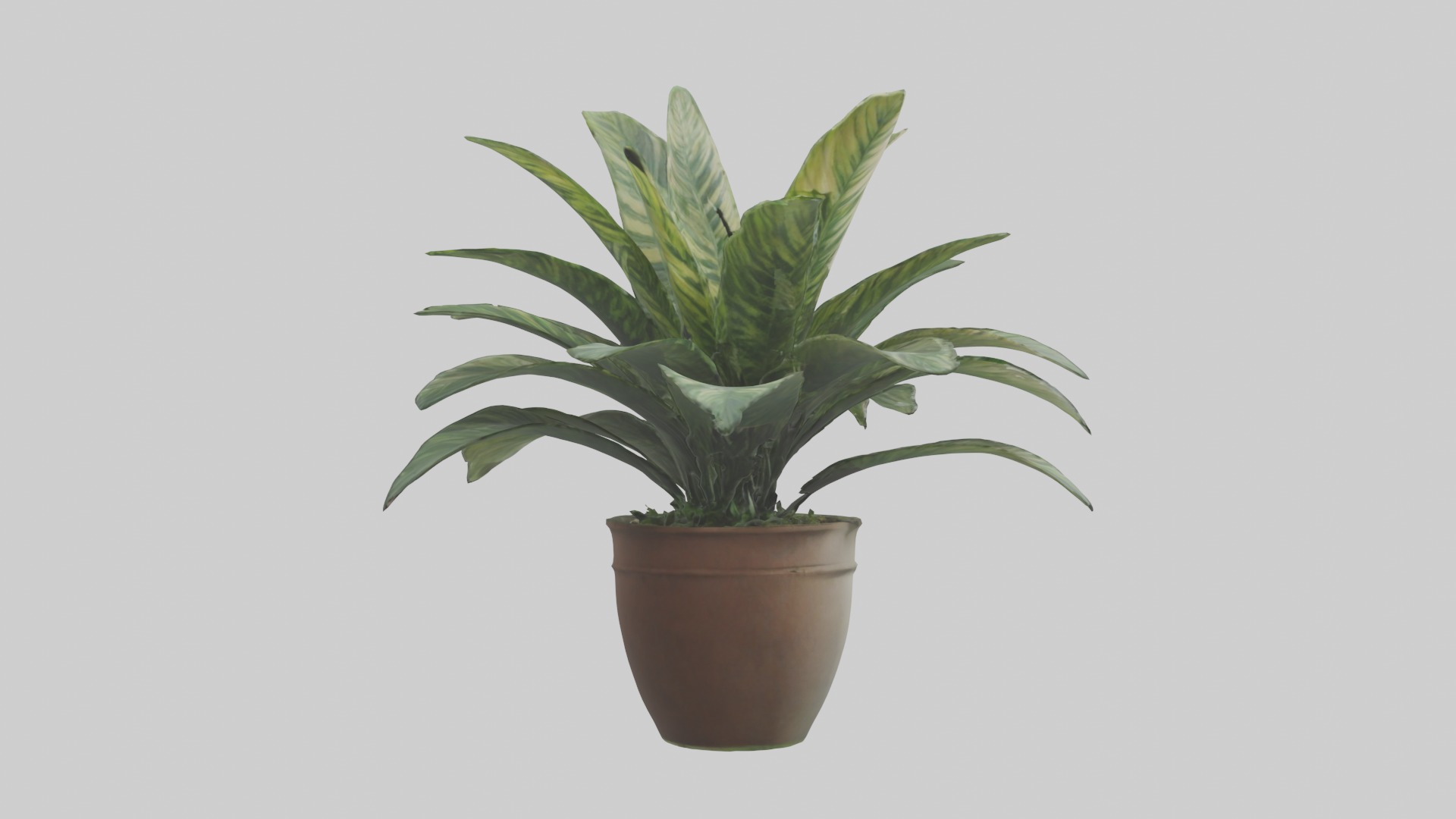 Calathea Model Low-poly 3D model_5