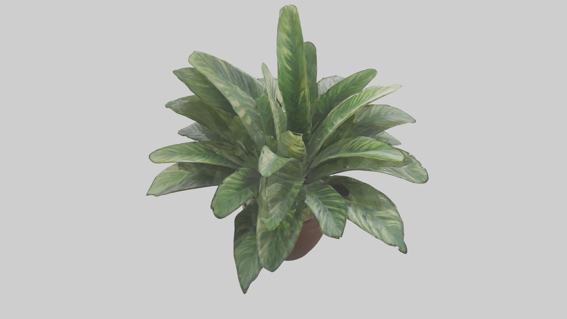 Calathea Model Low-poly 3D model_14