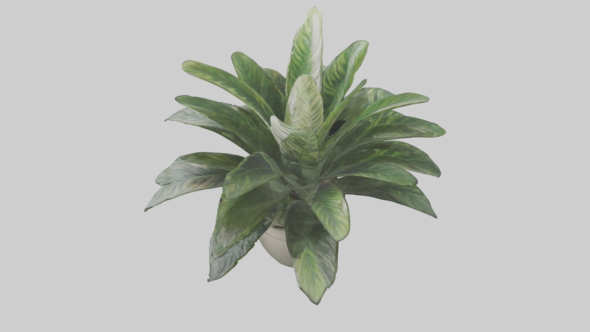Calathea Model Low-poly 3D model_17